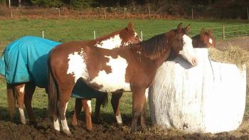 481330_10152339059615793_4215878566305172554_n