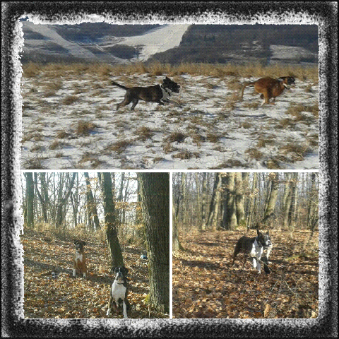 Hipp hipp HURRA för Doris som fyllt 6 år!!