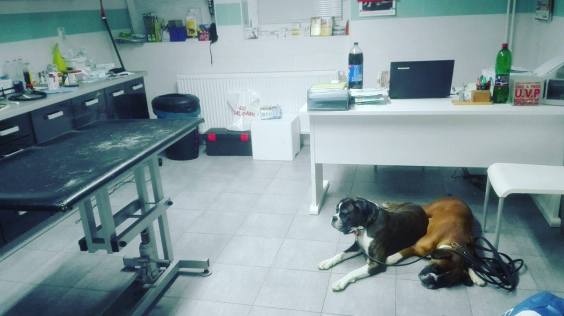 15231478_10153978271101440_2045136628_o